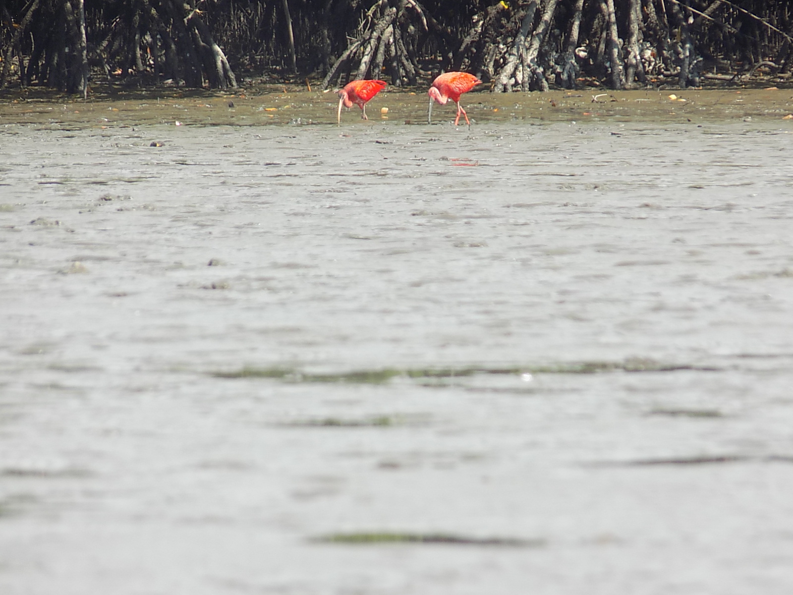 Ilha de Superagui - Aves na Barra da Ararapira
